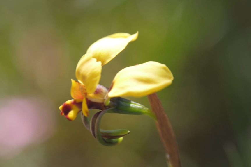 Close up of a donkey orchid.