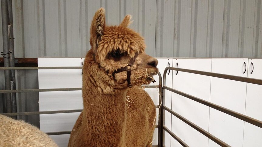 Premium alpaca fleece industry finding its feet in Queensland