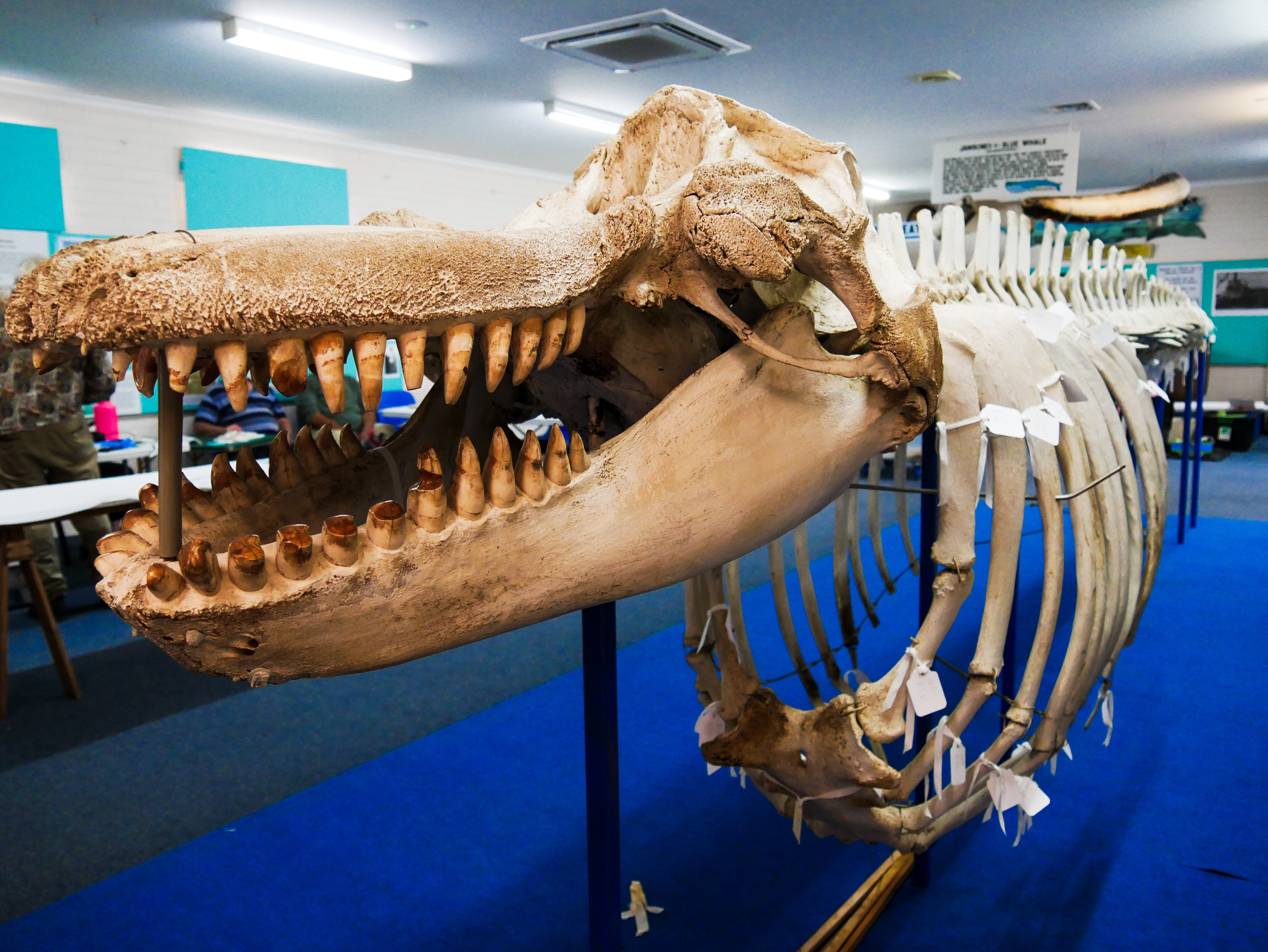 a skeleton of a whale