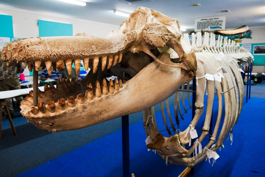 a skeleton of a whale