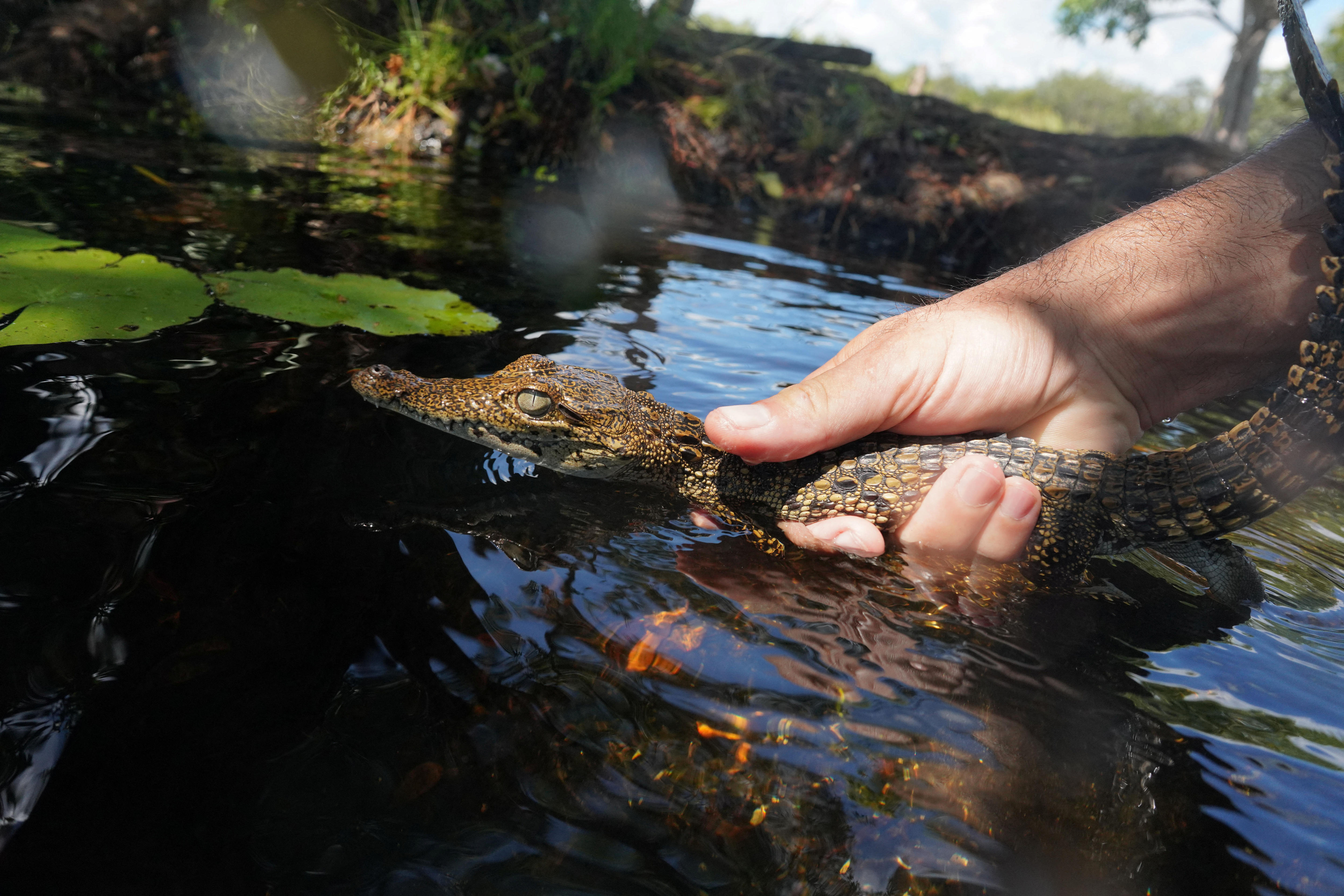 A hand releases a baby crocodile into a pond 