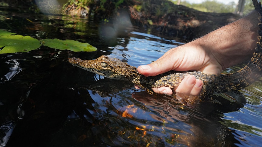 A hand releases a baby crocodile into a pond 
