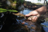 A hand releases a baby crocodile into a pond 