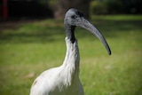 Close up shot of an ibis, with a blurry background
