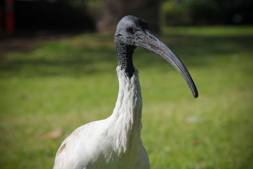 Close up shot of an ibis, with a blurry background.
