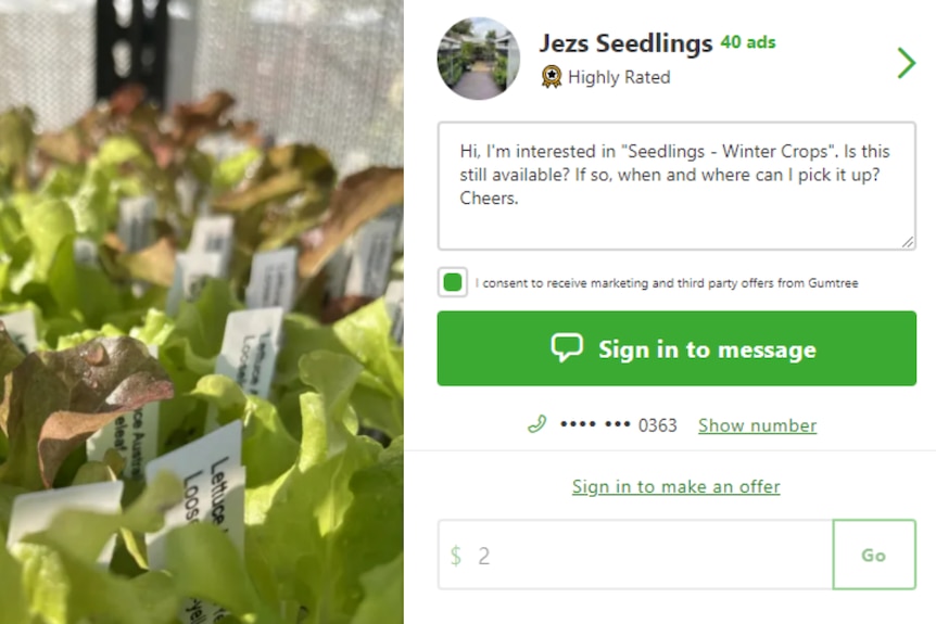 Una captura de pantalla de una publicación de Gumtree que vende plántulas de lechuga. 
