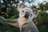A koala in a tree, eating a eucalyptus leaf.
