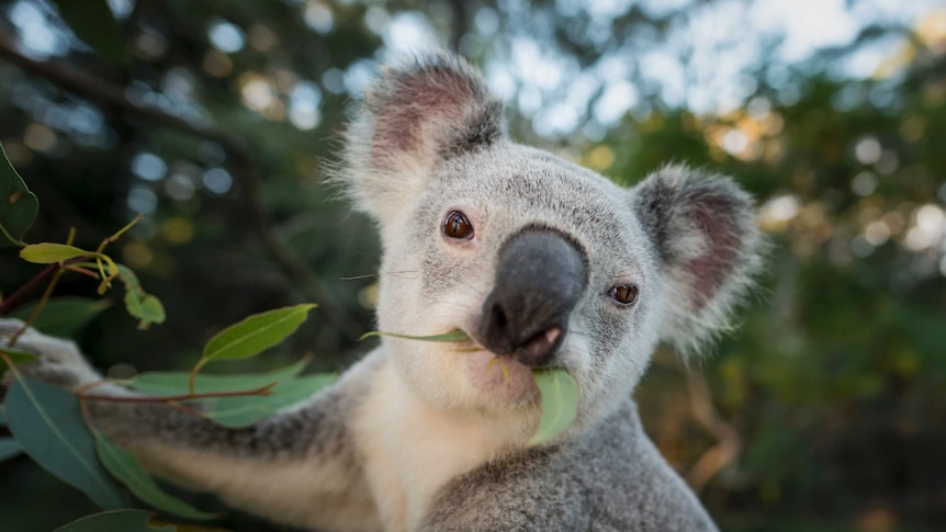 Koala in a tree eating a eucalyptus leaf