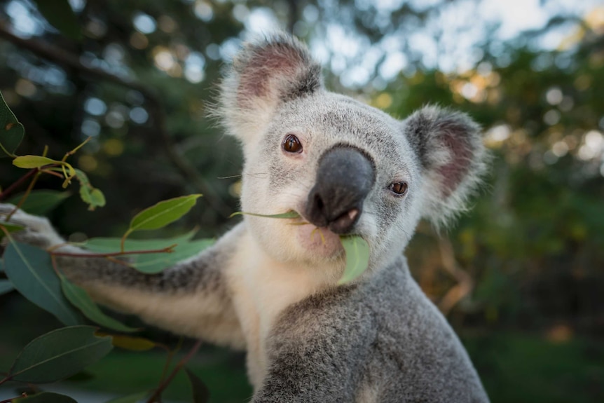 Koala in a tree eating a eucalyptus leaf