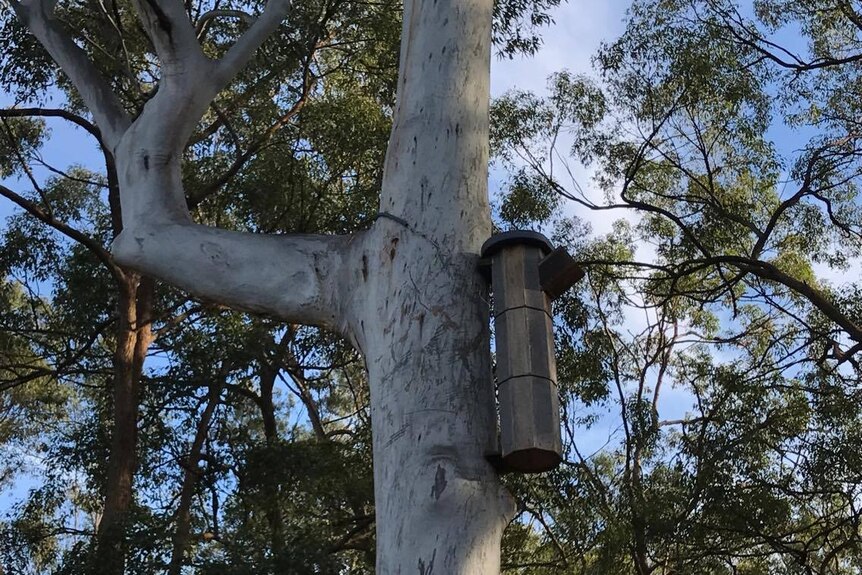 A large nesting box on the side of a tree within a forest.