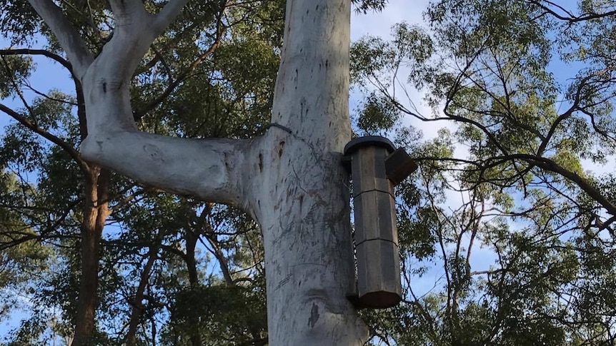 A large nesting box on the side of a tree within a forest.