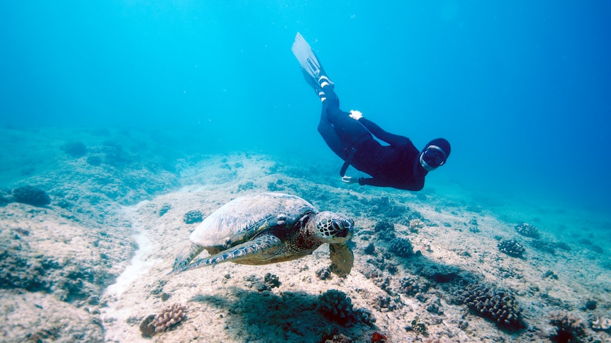 Christina Saenz swims with a turtle in the waters off Hawaii.