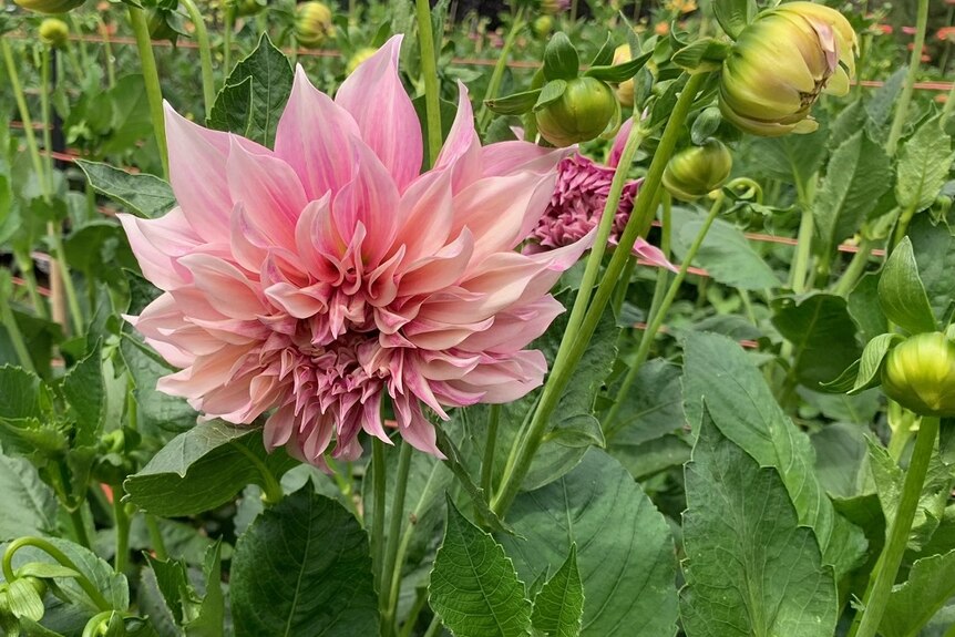 A close up of a pink dahlia flower amid green 
