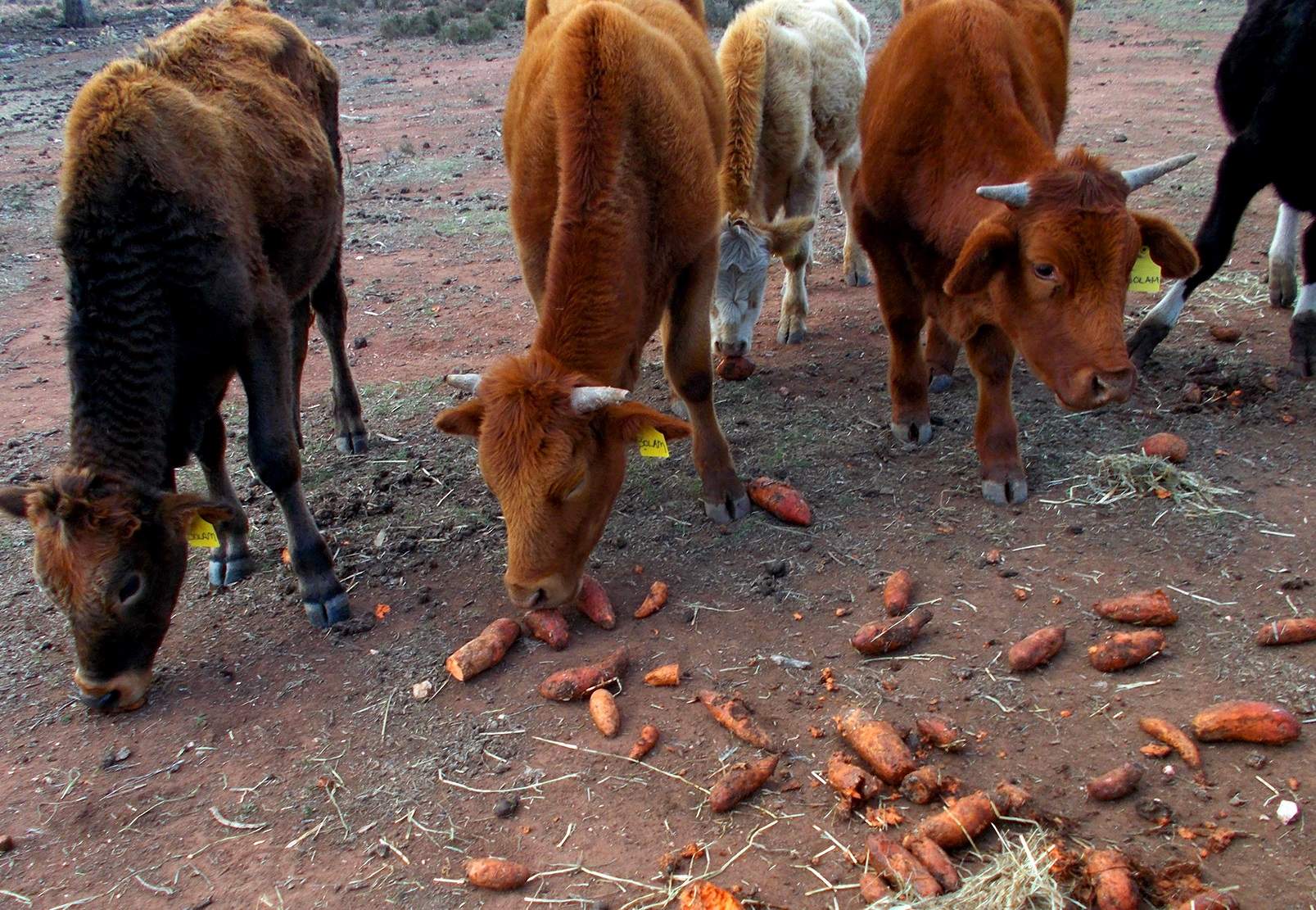 One grower's glut is another's gain Sweet potato donations help