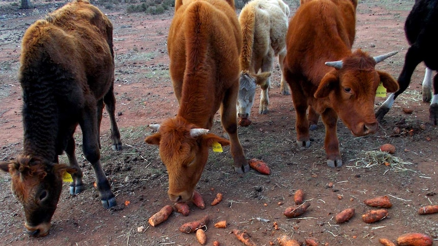 Three cows nibble at sweet potatoes scattered on the ground.