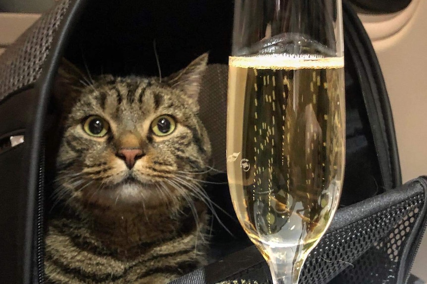 A cat in a carrier looks at some champagne