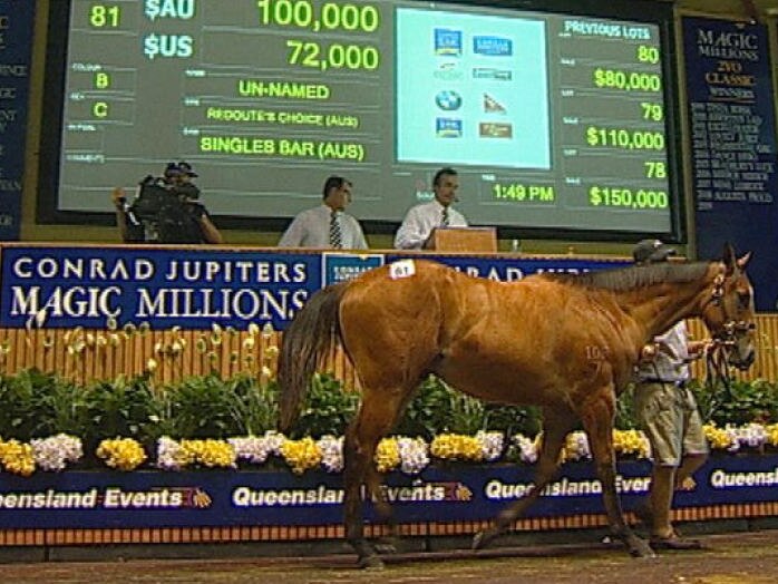 TV still of horse being paraded at the Gold Coast Magic Millions sales