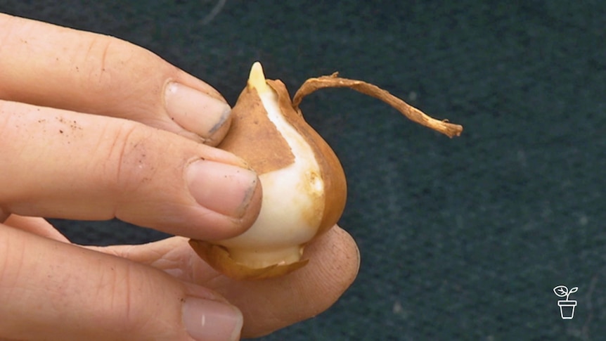 Fingers holding a bulb which is just starting to sprout