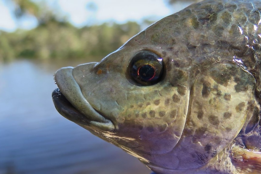 Tilapia