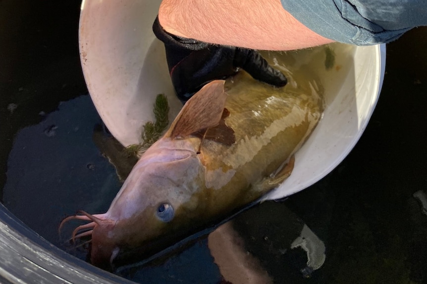 A catfish that has been rescued is in a small white bucket and is about to be put in a larger tank