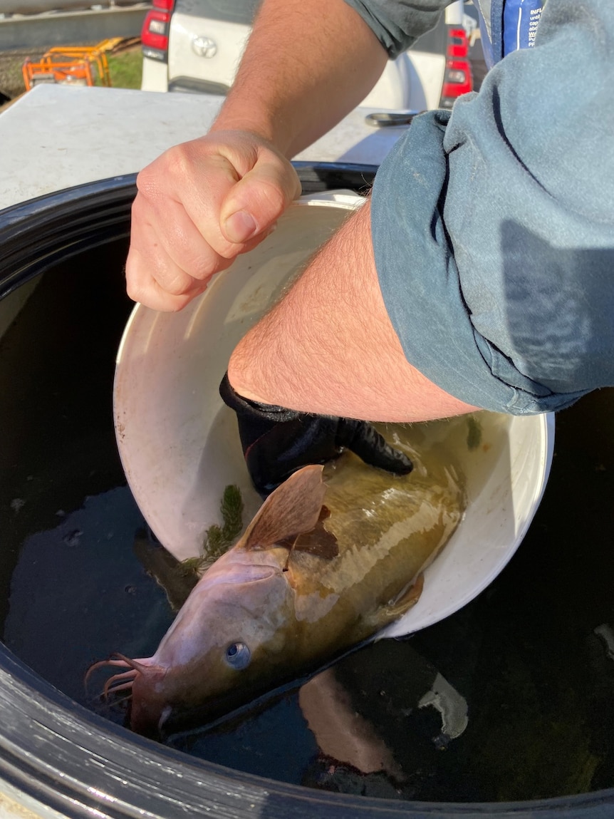 A catfish that has been rescued is in a small white bucket and is about to be put in a larger tank