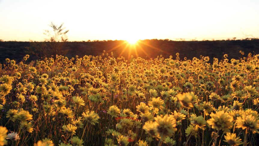 the sun sets over a field of yellow flowers.