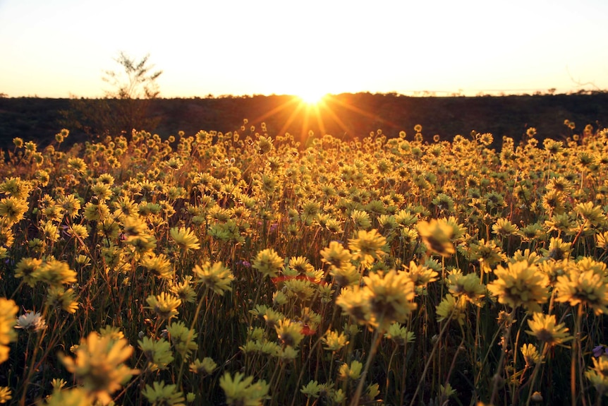 The sun sets over a field of yellow flowers.