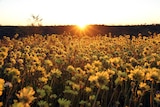 the sun sets over a field of yellow flowers.