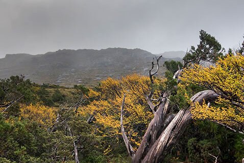 A dead tree in a Tasmanian west coast landscape with mountain range in back ground.
