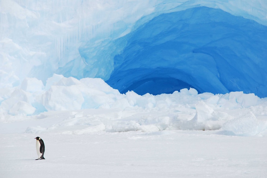 A penguin on a glacier.