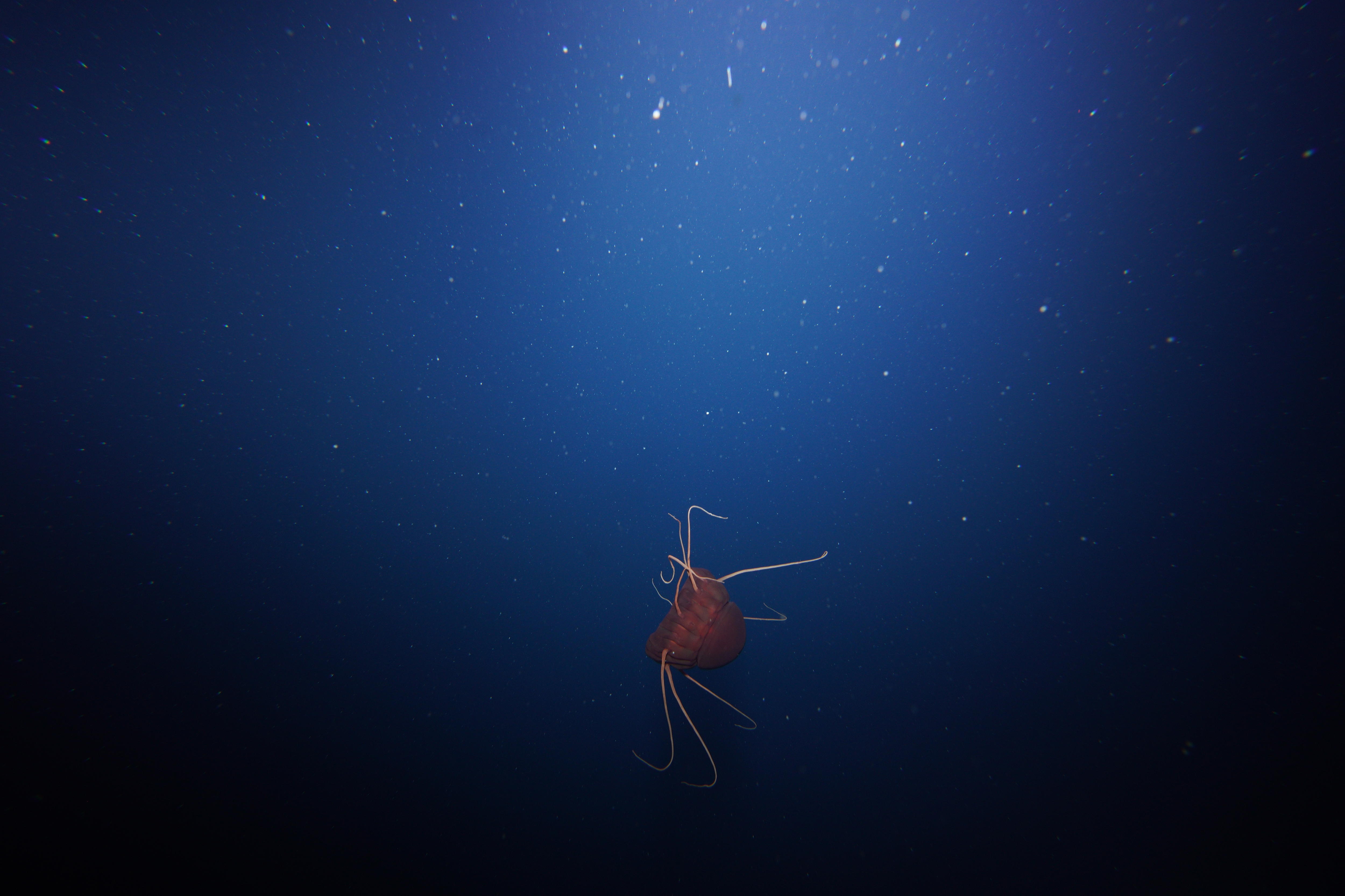 A jellyfish floats in the dark abyss.