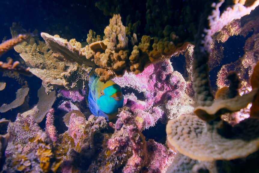 A bright blue coloured fish hides amongst brown and light pink coral in dimly lit environment.