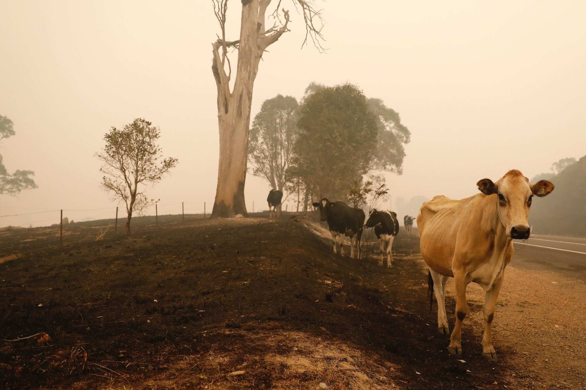 Farmers Impacted By Bushfires Count 'heartbreaking' Cost As Livestock ...