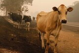 cattle stand on the side of a bushfire ravaged road in New South Wales
