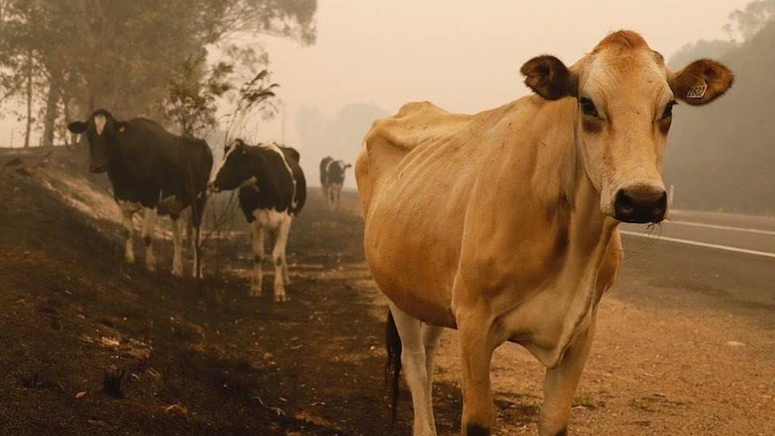 cattle stand on the side of a bushfire ravaged road in New South Wales