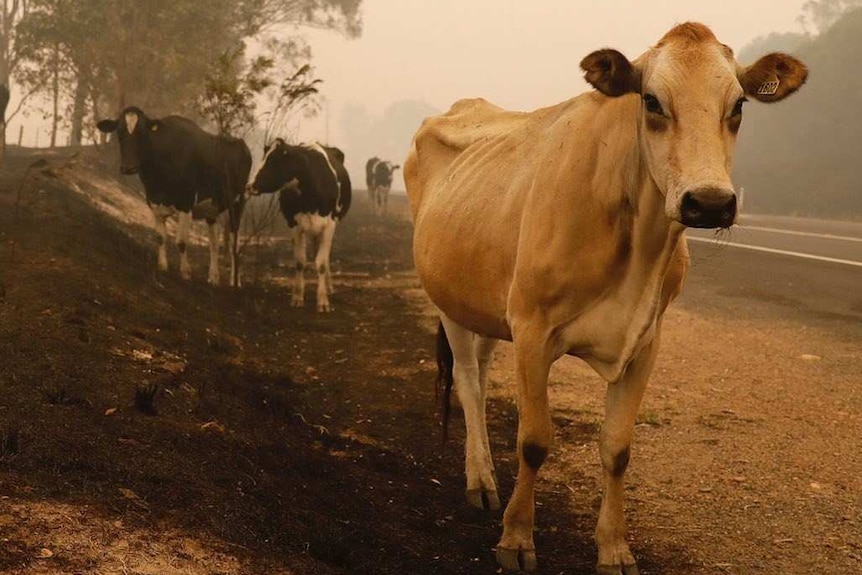 cattle stand on the side of a bushfire ravaged road in New South Wales