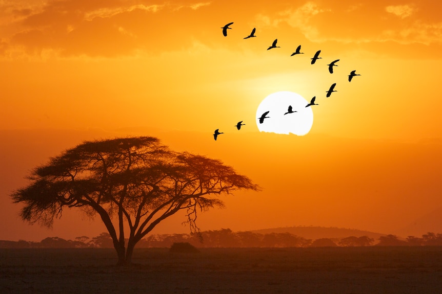 A group of Egyptian geese flying against sun disk in a spectacular sunset over Amboseli National Park, Kenya.
