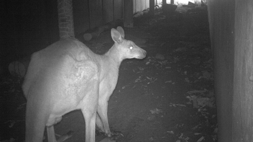 New study reveals native animals do use road underpasses - ABC News