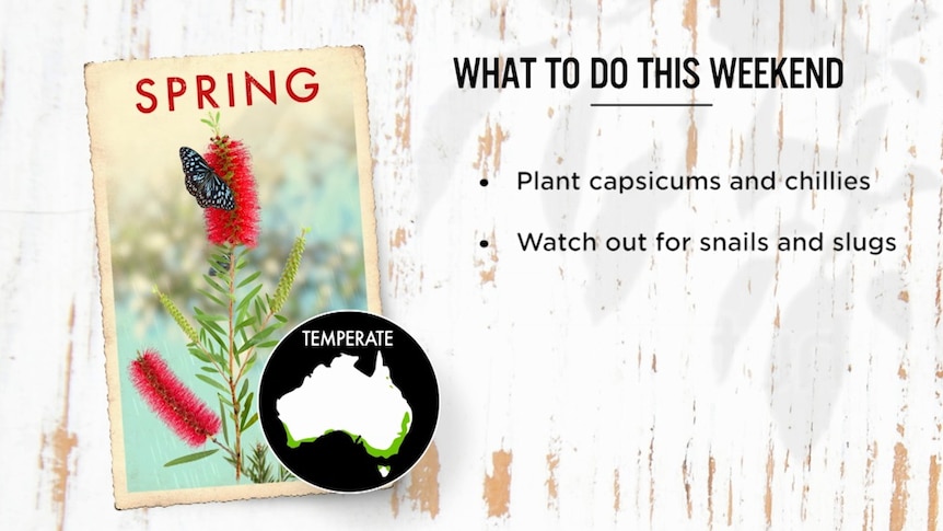 Gardening Australia's 'What to do this weekend' graphic about capsicums and chillies and slugs