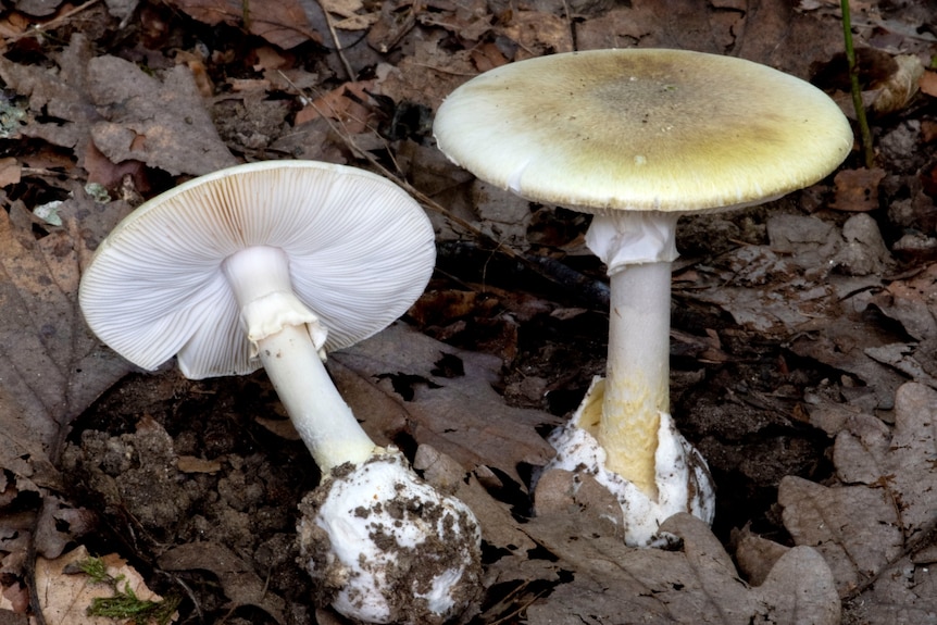 A white mushroom with pale brown top.