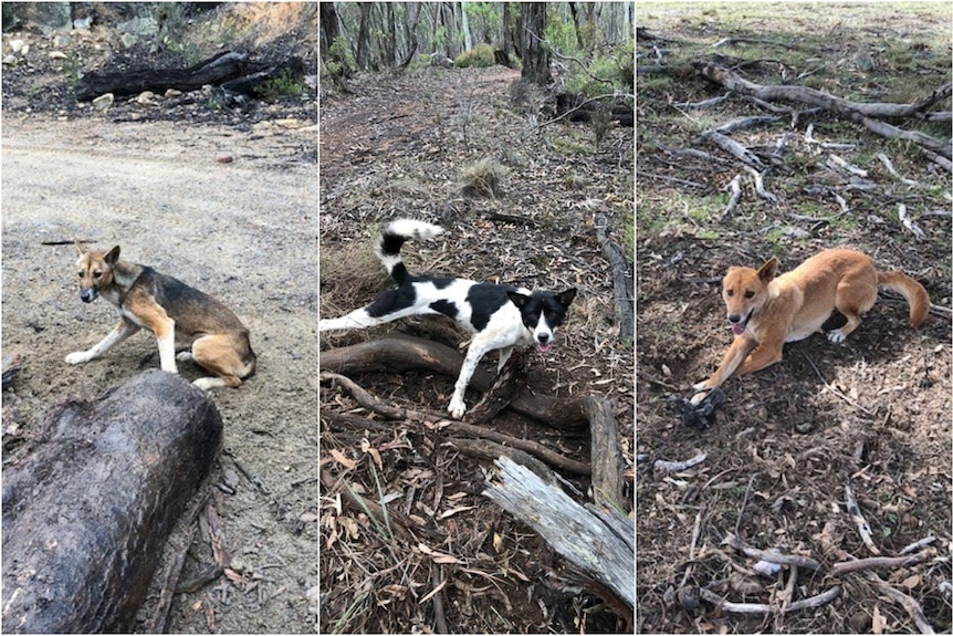 Three different coloured wild dogs caught on Colin Clapham's property.