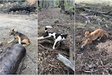 Three different coloured wild dogs caught on Colin Clapham's property.