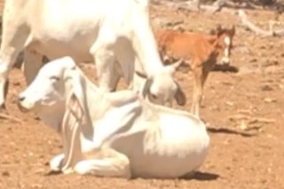 A foal is hanging around a herd of brahman cattle 