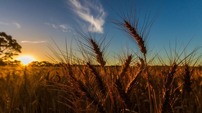 wheat in field with the sun setting behind, the sky is a rich blue colour with the warm bright yellow of sun on horizon