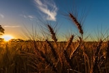 wheat in field with the sun setting behind, the sky is a rich blue colour with the warm bright yellow of sun on horizon