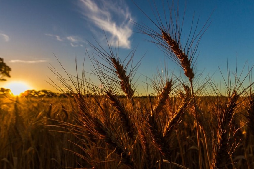 wheat in field with the sun setting behind, the sky is a rich blue colour with the warm bright yellow of sun on horizon