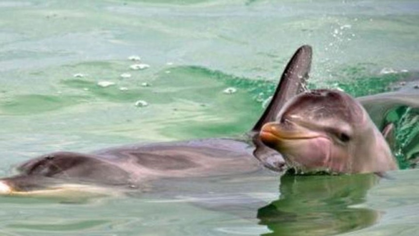 A dolphin calf pops its head above water next to its mother