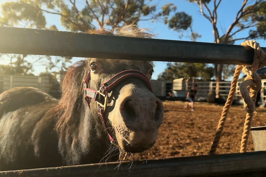 A close up shot of a horse with a child in the background 