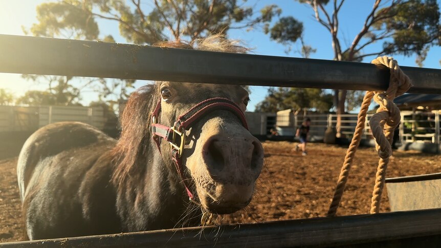 A close up shot of a horse with a child in the background 