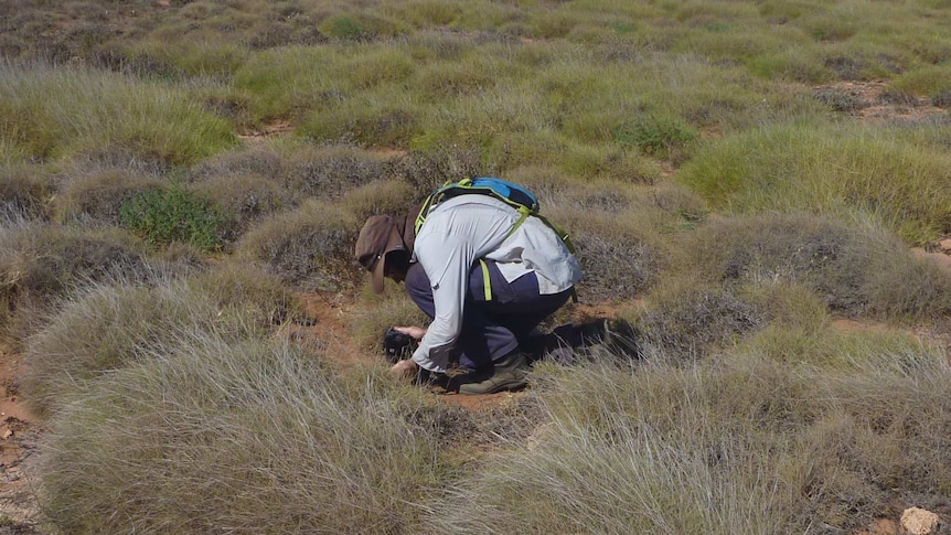 A man crouched on the ground in the outback collecting a plant sample